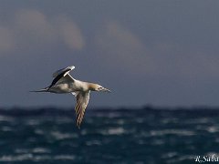 Fou  Puffin