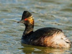 Grebes a cou noir