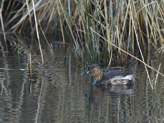 Grebes castagnieux