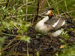 Grebes huppe
