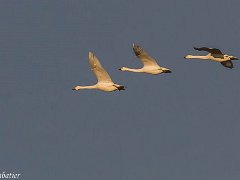 Cygne de Bewick