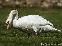 Oie  Cygne