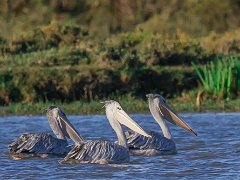 Pelican