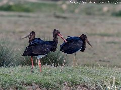 Cigogne noire