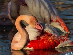 Flamants