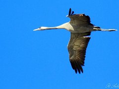 Grues