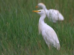 Herons