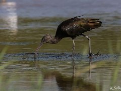 Ibis