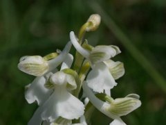 Anacamptis  morio