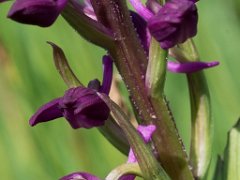 Anacamptis laxiflora