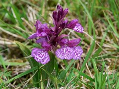 Anacamptis papillonacea