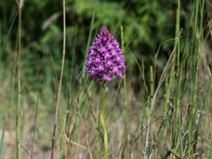 Anacamptis pyramidalis