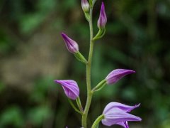 Cephalanthea