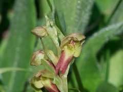 Coeloglossum