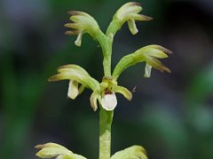 Corallorrhiza