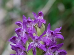 Dactylorhiza cruenta