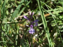 Dactylorhiza maculata