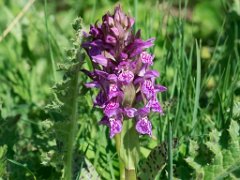 Dactylorhiza majalis alpestris