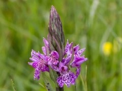 Dactylorhiza