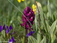 Dactylorhiza sambucina