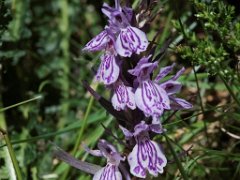 Dactylorhiza savogiensis