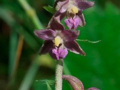 Epipactis