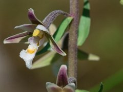 Epipactis palustris