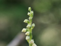 Goodyera