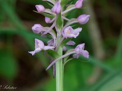Gymnadenia conopsea