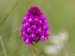 Gymnadenia corneliana