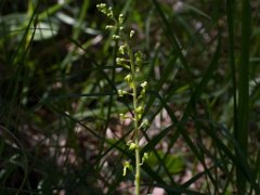 Listeria