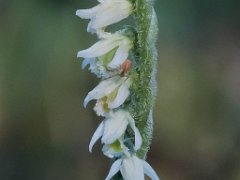 Spiranthes