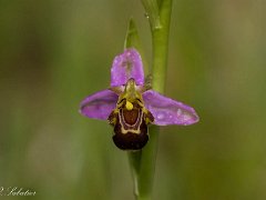 Ophris apifera