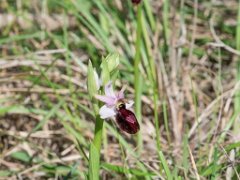 Ophrys  catalaunia magniflora