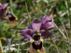 Ophrys  tenthredinifera