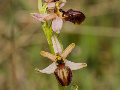 Ophrys arachnitiformis