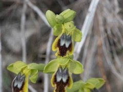 Ophrys bilunulata