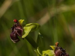 Ophrys bombylifera