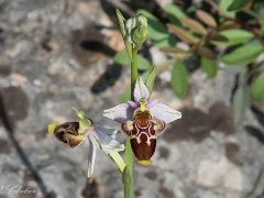 Ophrys carboriensis