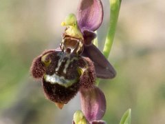 Ophrys hybri apifera x speculum