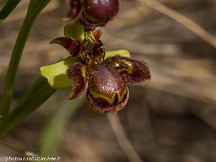 Ophrys hybri bombiliflora x speculum