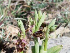 Ophrys hybri scolopax x speculum
