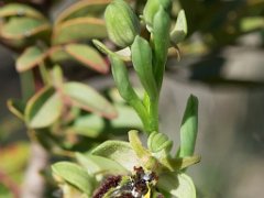 Ophrys hybri sphgodes