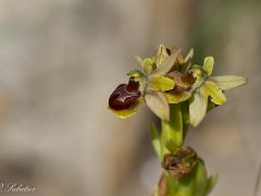 Ophrys incubacea