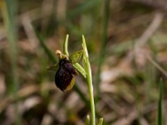 Ophrys insectifera