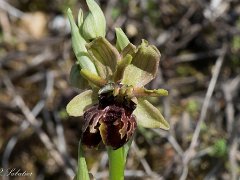 Ophrys lusus
