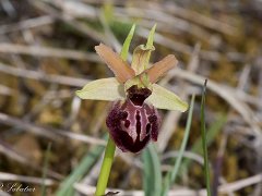 Ophrys marzuola