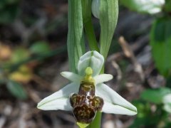 Ophrys philippii