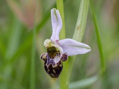 Ophrys picta