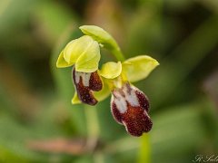 Ophrys sphegodes